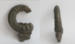 Homoeoplanulites sp.