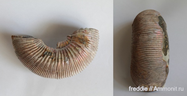Kepplerites russiensis