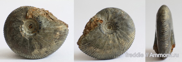 Longaeviceras