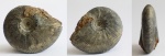 Longaeviceras ex gr. stenolobum (Keys. emend. Nikitin)