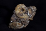 Toricellites curticornutus (Buckman)