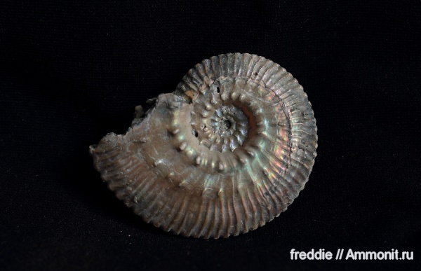 Kosmoceras, Kosmoceras posterior