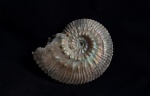Kosmoceras posterior