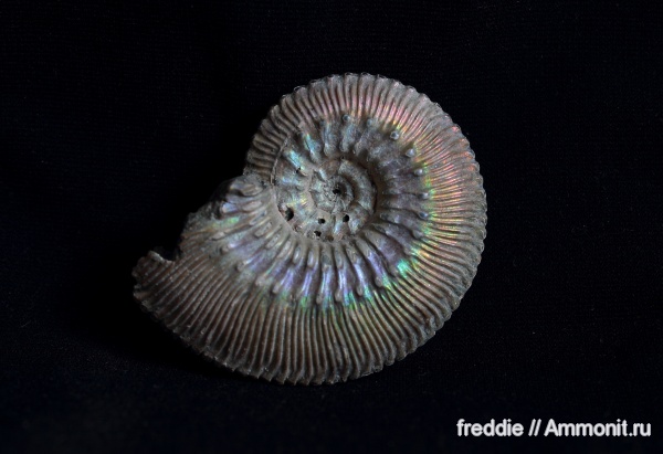 Kosmoceras