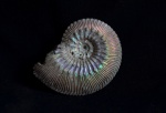 Kosmoceras sp.
