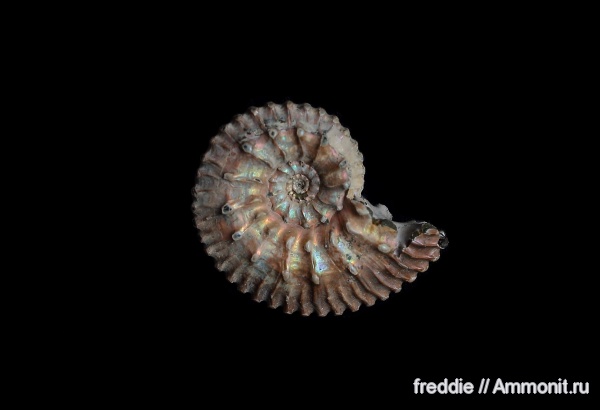 Kosmoceras