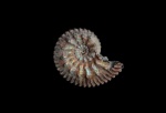 Kosmoceras sp. с аммонителлой