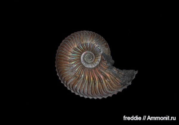 Cardioceras