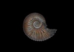 Маленький Cardioceras sp.