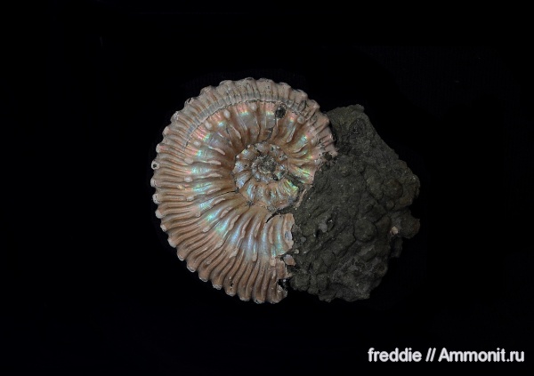 Kosmoceras