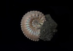 Kosmoceras sp.