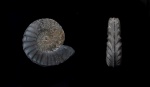Pleuroceras spinatum с кальцитом