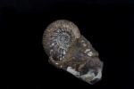 Toricellites sp.