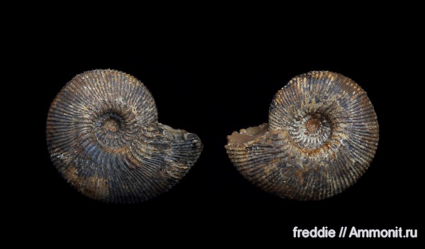 Kepplerites