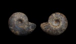 Парочка   Kepplerites curtilobus