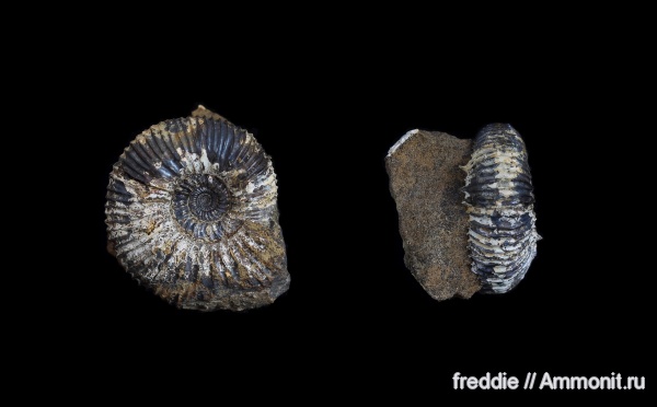 Kepplerites