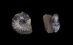 Kepplerites sp.