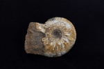 Kepplerites (Gowericeras) cf. curtilobus
