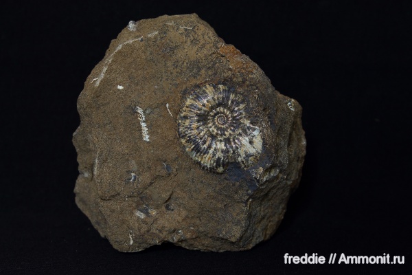 Toricellites