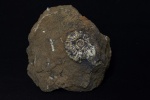 Toricellites sp.