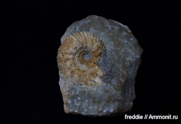 Erymnoceras, Erymnoceras leuthardi