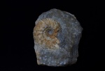 Erymnoceras ex gr. leuthardi
