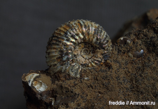 Kepplerites, Toricellites