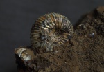 Малыш Kepplerites / Toricellites