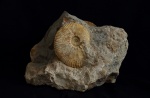 Kosmoceras (Gulielmites) obductum