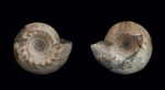 Paracadoceras elatmae