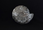 Cadochamoussetia surensis (Nikitin)