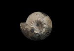 Cadochamoussetia surensis
