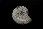 Kepplerites (Gowericeras) russiensis