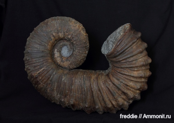 Pseudocrioceras
