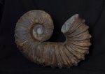 Pseudocrioceras sp.