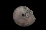 Cadochamoussetia subpatruus