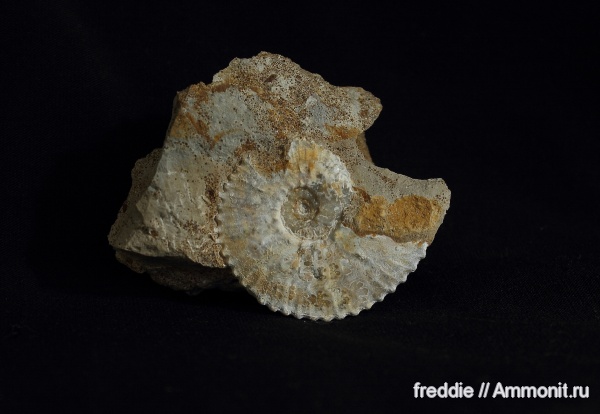 Kosmoceras
