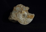 Kosmoceras sp.