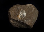 Rondiceras/Novocadoceras sp. juv.