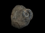 Toricellites lahuseni  с ушком
