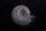 Cadochamoussetia/Pseudocadoceras sp. juv.