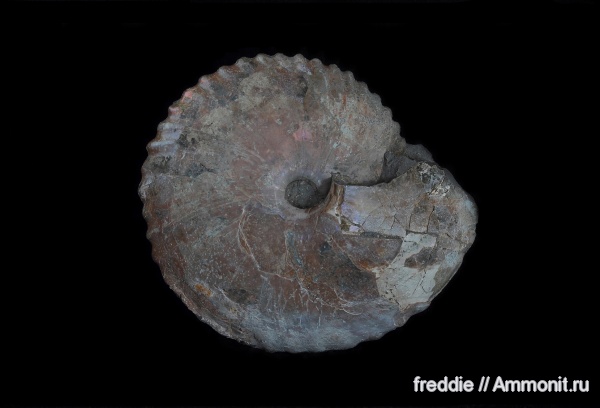 Cadochamoussetia, Cadochamoussetia uzhovkensis