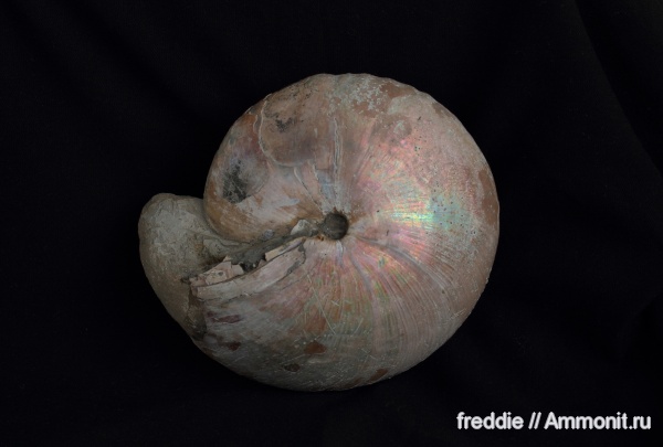 Cadochamoussetia, Cadochamoussetia subpatruus