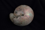 Cadochamoussetia subpatruus