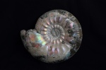 Homeoplanulites sp. ?