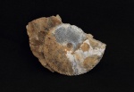 Chamoussetia chamousseti