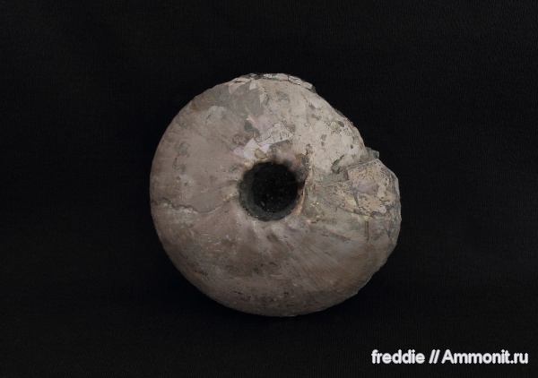 прижизненные повреждения, Cadochamoussetia, Cadochamoussetia surensis, ammonoid sublethal injuries