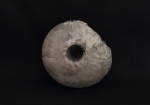 Cadochamoussetia surensis