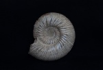 Kepplerites russiensis