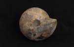 Cadochamoussetia surensis